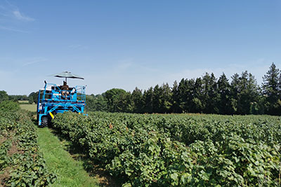 Blackcurrant Harvest Season at British Frozen Fruits