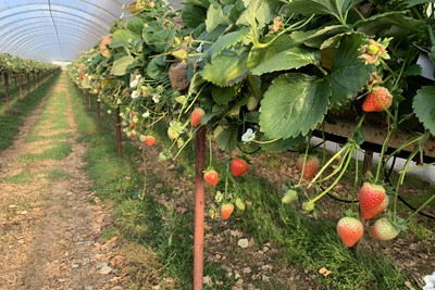 Strawberries