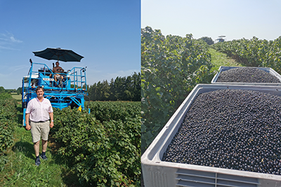 Blackcurrant Harvest at British Frozen Fruit