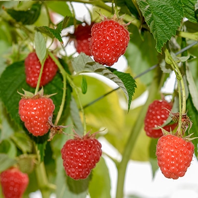 Raspberries