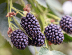 Blackberries