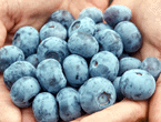 Blueberries