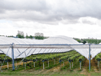 Polytunnels