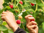 Raspberries